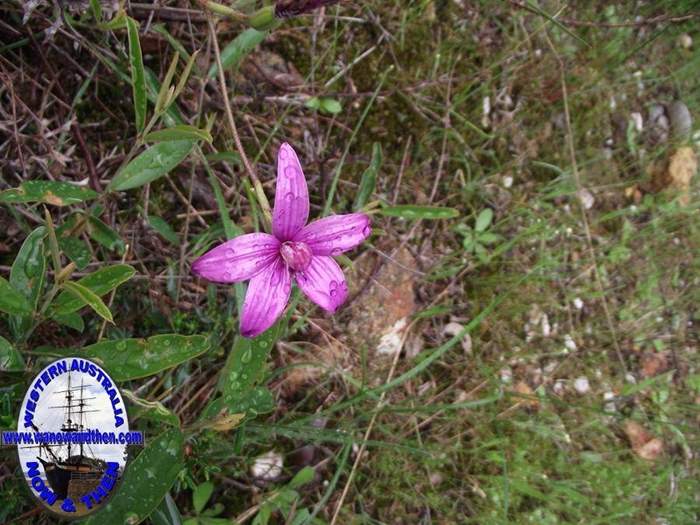 Elythranthera emarginata - Pink Enamel Orchid - 08.JPG